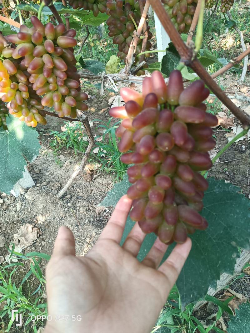 茉莉香葡萄〔精品〕口感甜颜色红，现摘现发货糖度高一斤起步
