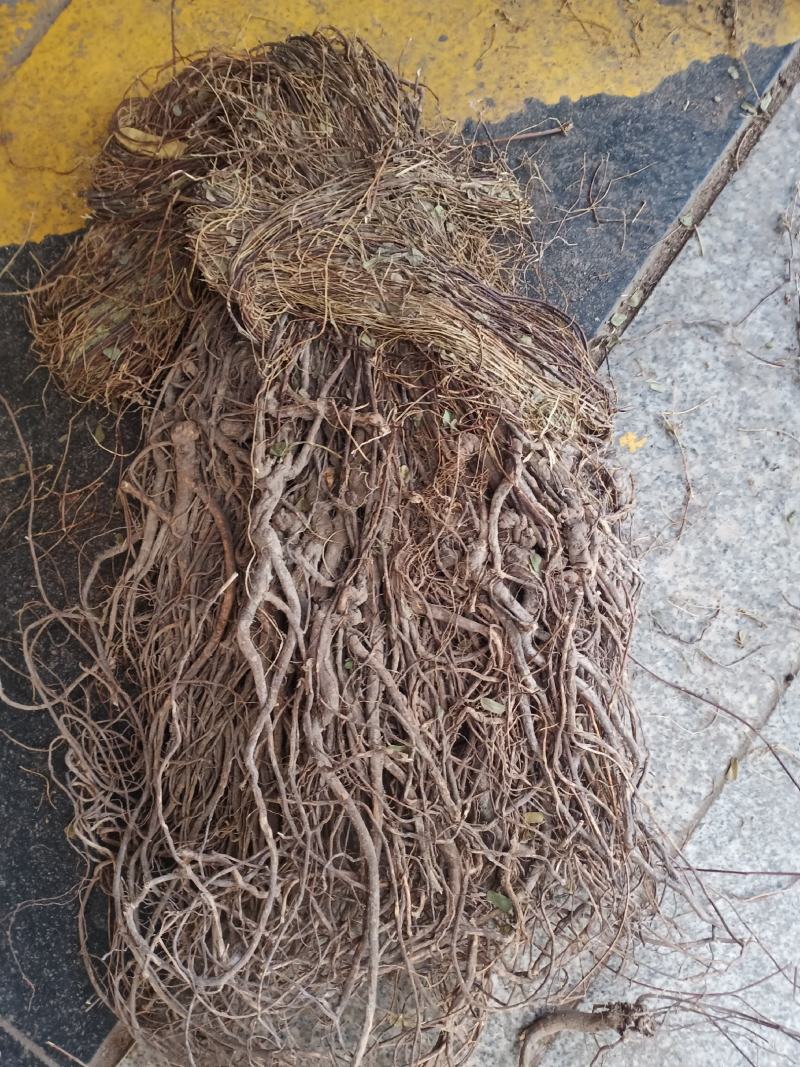 小叶大根野生鸡骨草货源充足大量上市品质好价格低保质保量