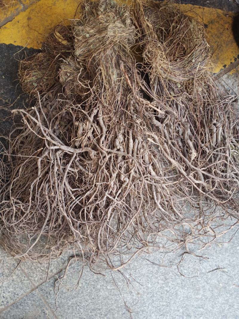 小叶大根野生鸡骨草货源充足大量上市品质好价格低保质保量