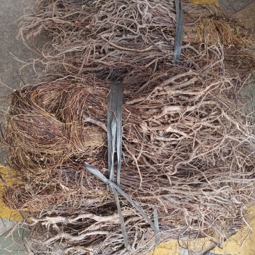 小叶大根野生鸡骨草货源充足大量上市品质好价格低保质保量