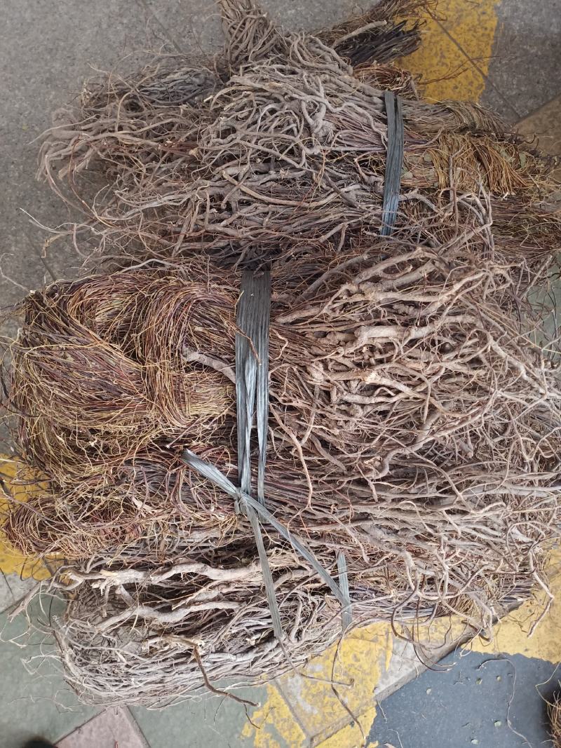 小叶大根野生鸡骨草货源充足大量上市品质好价格低保质保量