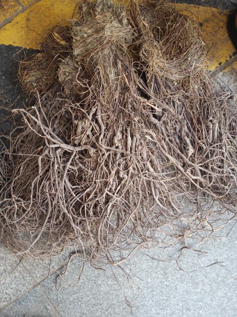 小叶大根野生鸡骨草货源充足大量上市品质好价格低保质保量