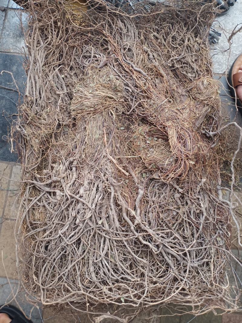 小叶大根野生鸡骨草货源充足大量上市品质好价格低保质保量