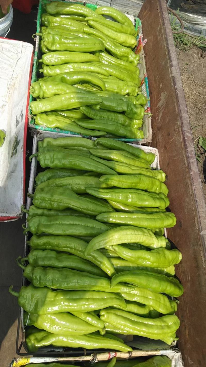 泡椒吉林扶余辣椒产地看货保质保量产地直发