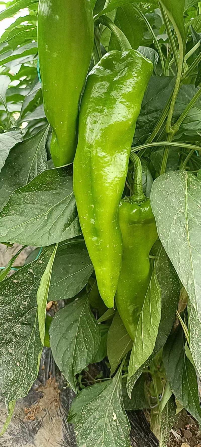 泡椒吉林扶余辣椒产地看货保质保量产地直发
