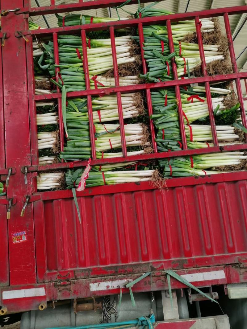 河南产地精品钢葱品质保证货源充足，各种大葱齐全