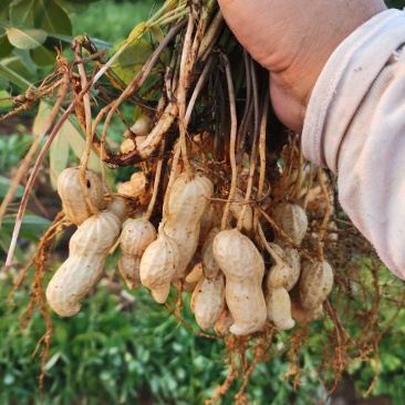 白沙花生新鲜采摘果粒饱满开封沙地大白沙精品鲜花生