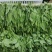豌豆尖现货供应新鲜上市。