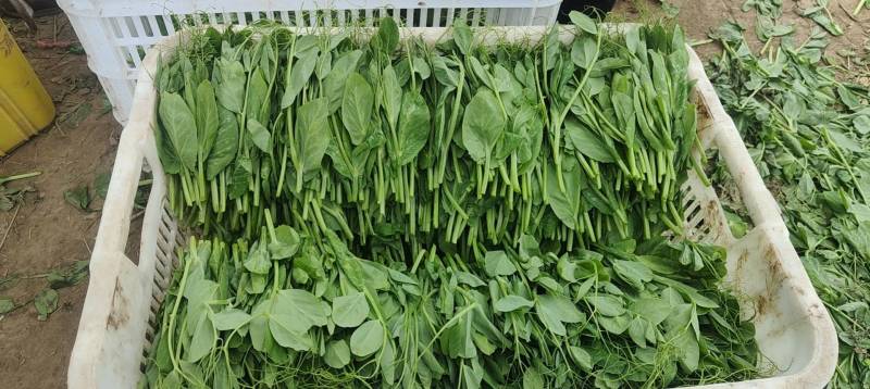 豌豆尖现货供应新鲜上市。