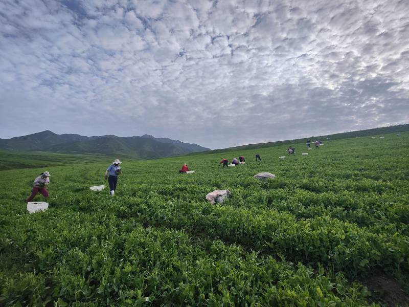 豌豆尖现货供应新鲜上市。