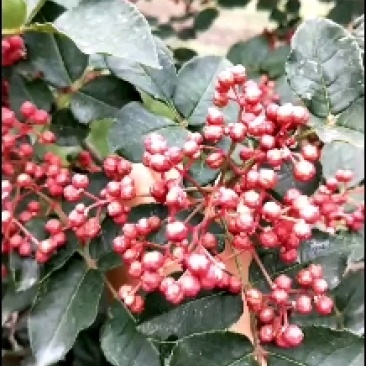 大红袍花椒
