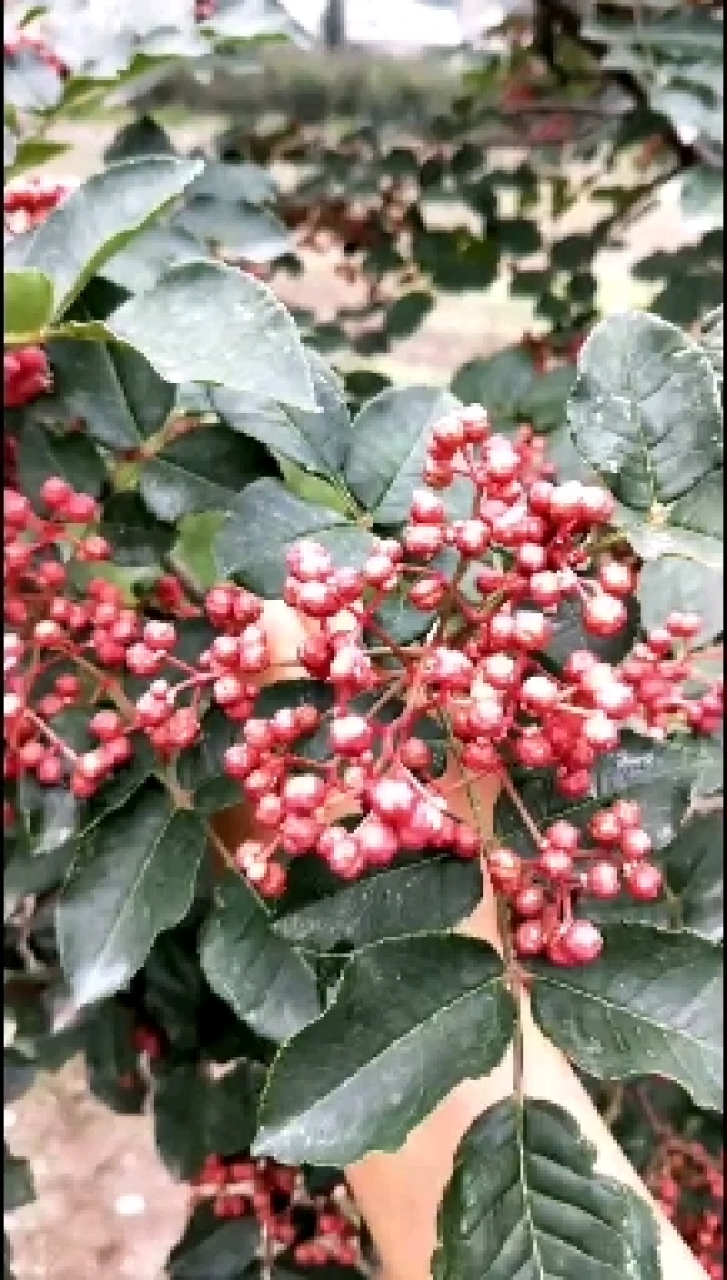 大红袍花椒