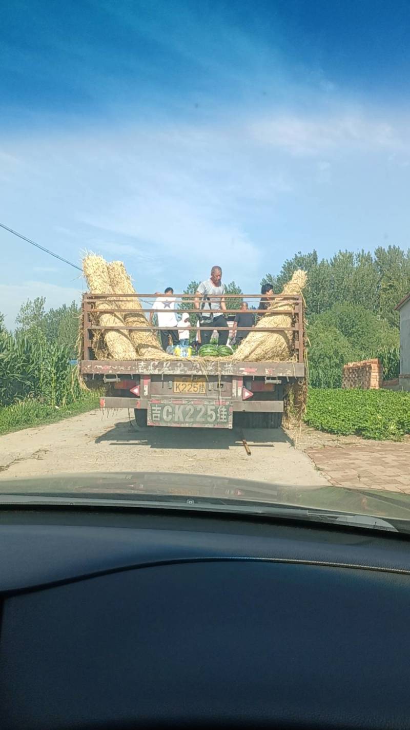 甜王一号