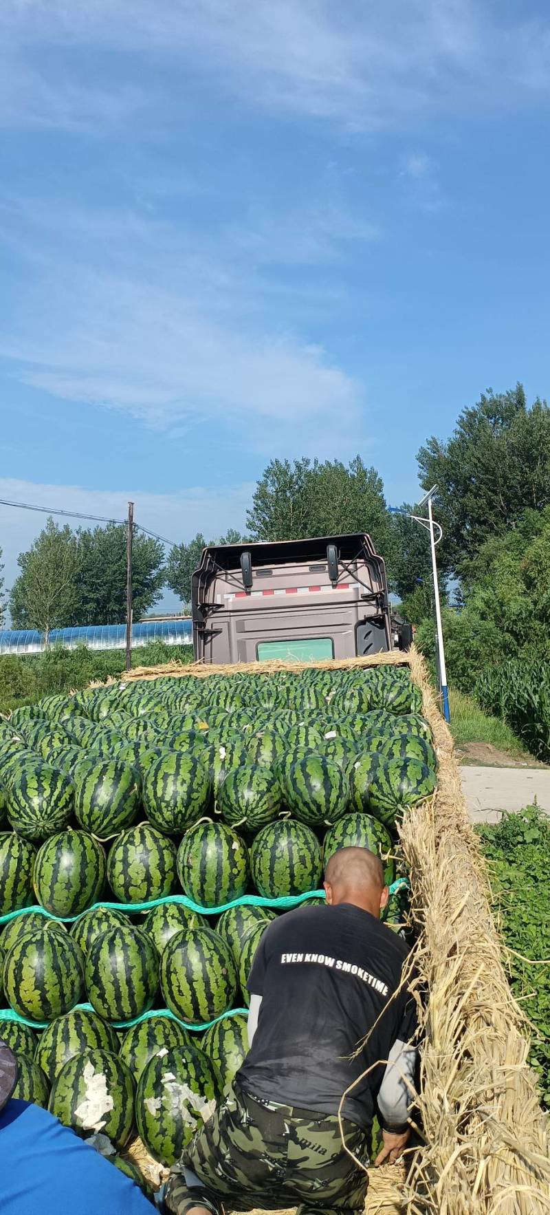 甜王一号