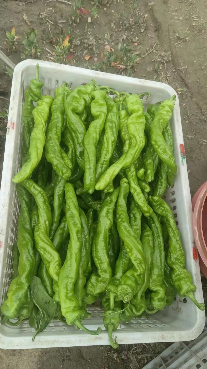 尖椒，彩椒