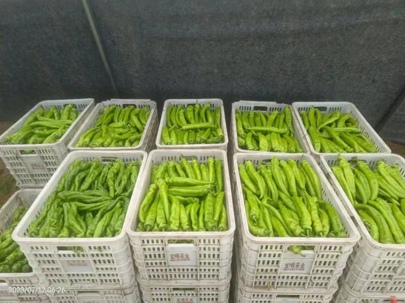尖椒，彩椒