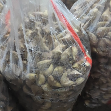大白菱，白菱，熟菱角正在开炮中