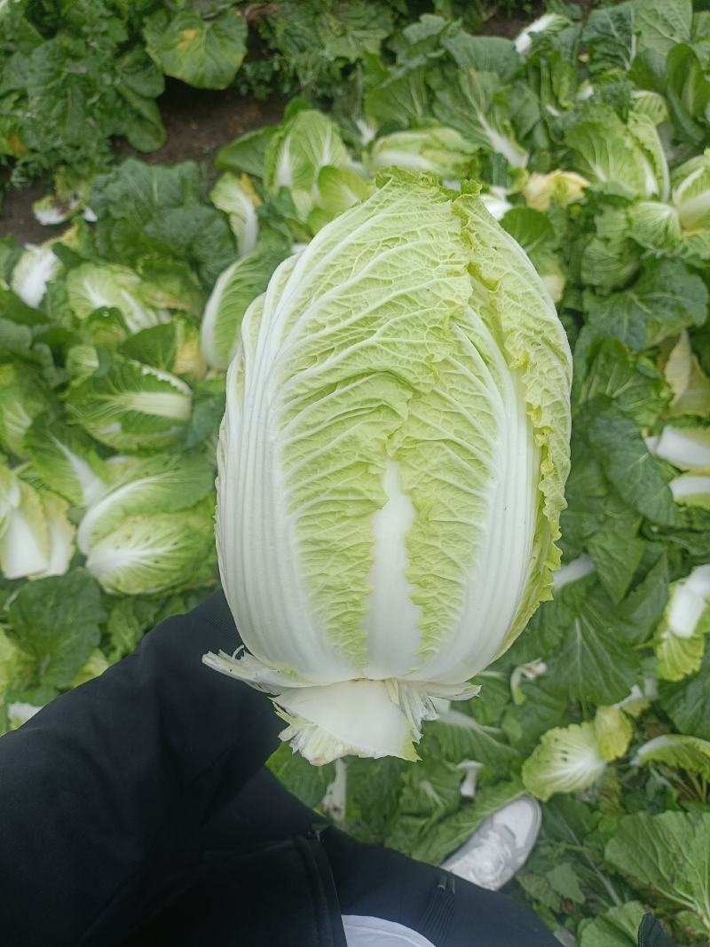 河北娃娃菜，大娃娃菜，黄心娃娃菜！新货上市！产地直供！