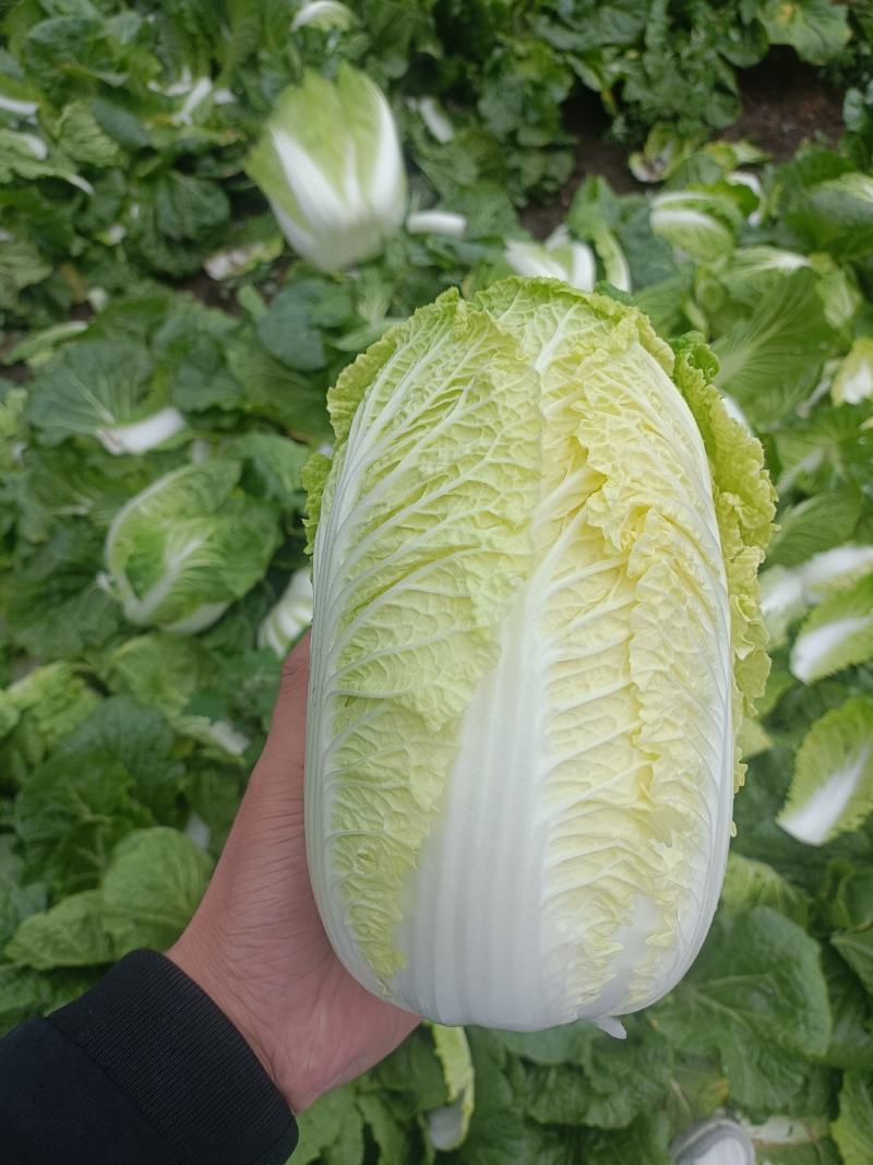 河北娃娃菜，大娃娃菜，黄心娃娃菜！新货上市！产地直供！