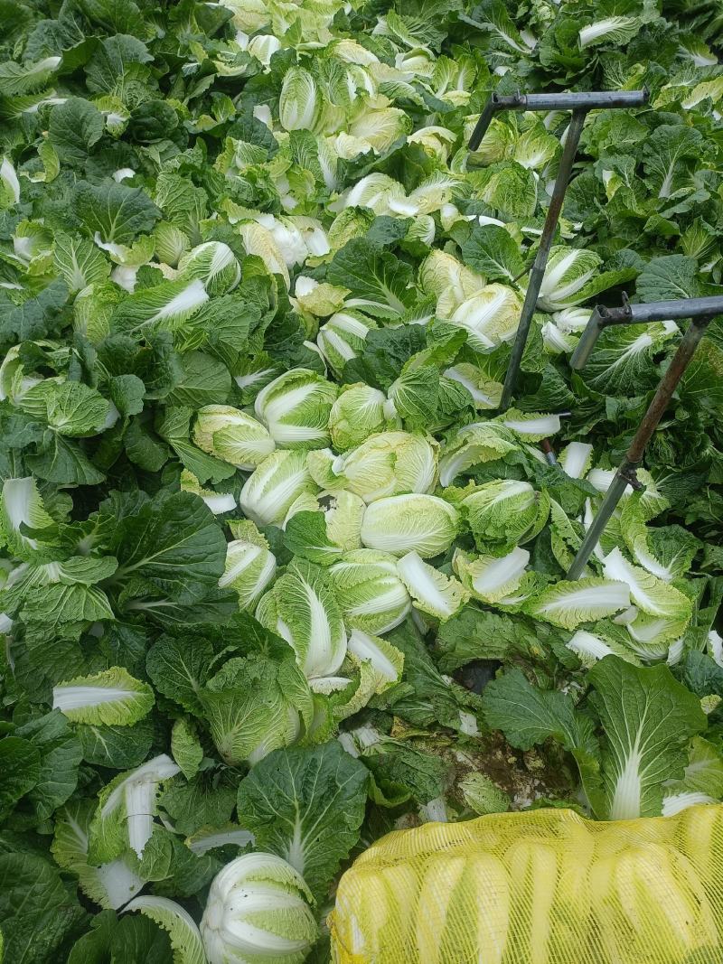 河北娃娃菜，大娃娃菜，黄心娃娃菜！新货上市！产地直供！