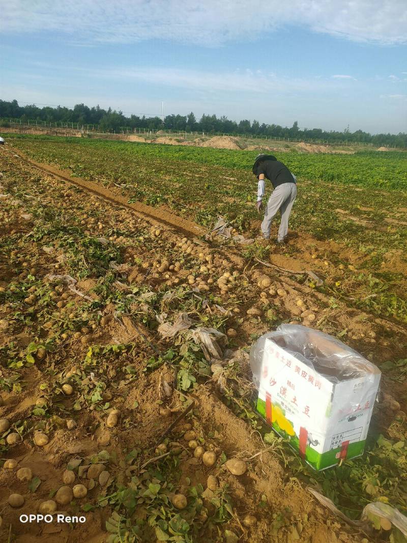 陕北靖边土豆大量上市沃土5开挖了颜色好，质量有保证