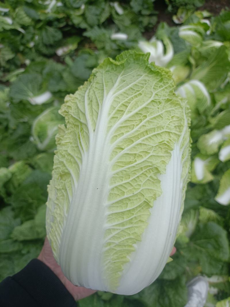 精品娃娃菜大娃娃菜，黄心娃娃菜产地直发可视频看货