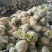 有机松花菜白面青梗散花小米粒菜花代收代发代加工全国