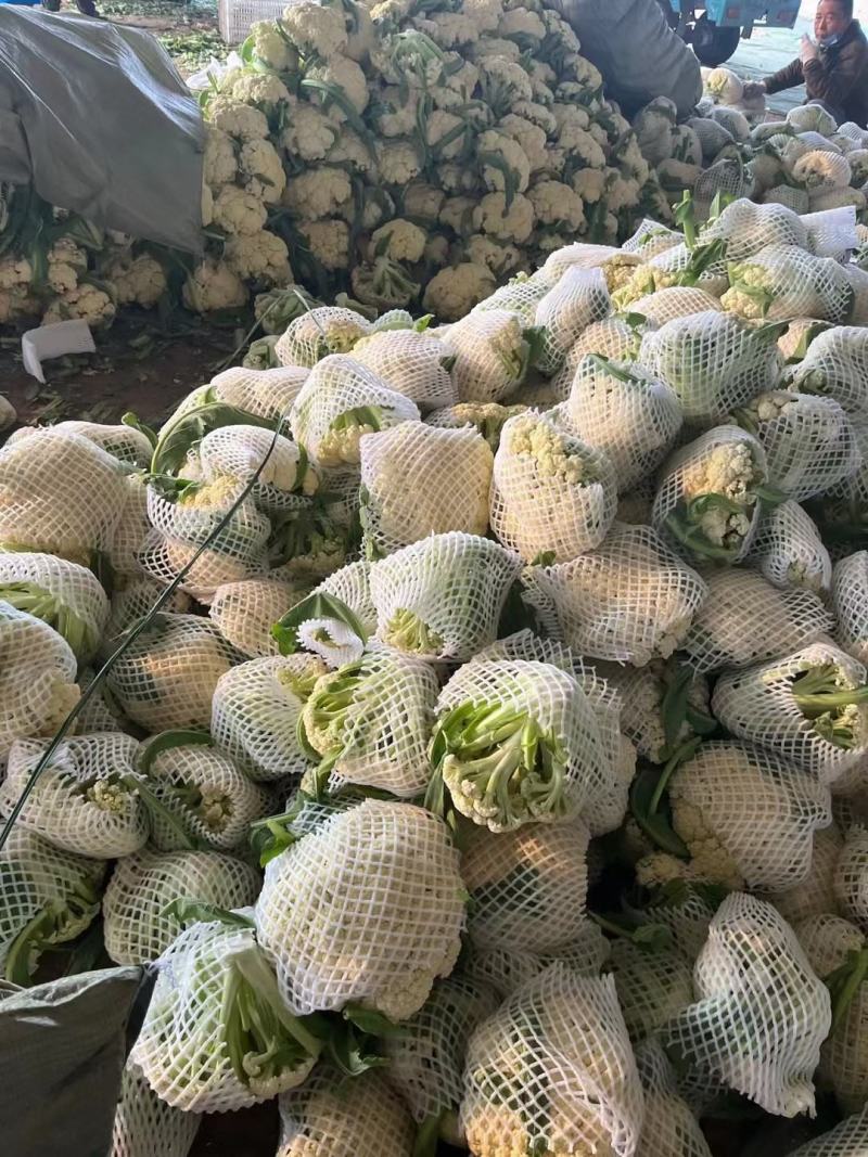 有机松花菜白面青梗散花小米粒菜花代收代发代加工全国