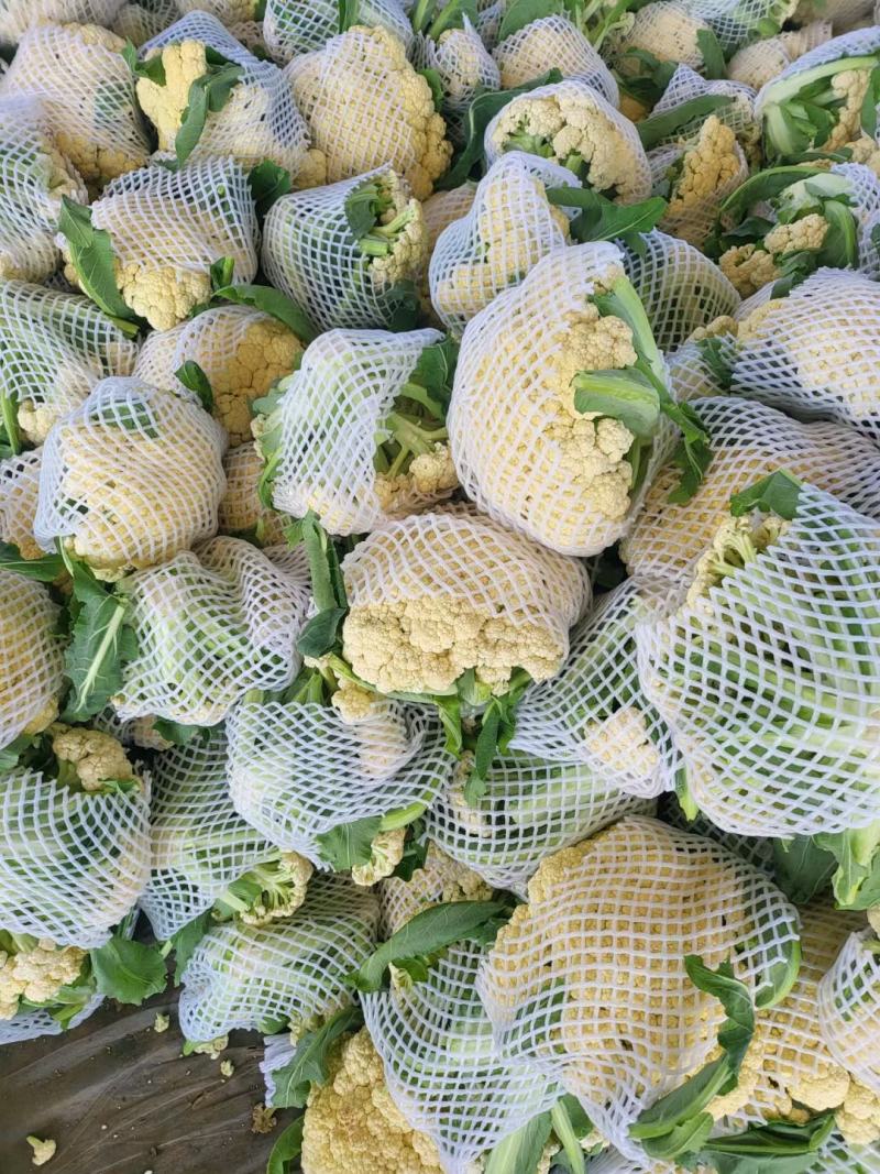 有机松花菜白面青梗散花小米粒菜花代收代发代加工全国