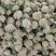 有机松花菜白面青梗散花小米粒菜花代收代发代加工全国