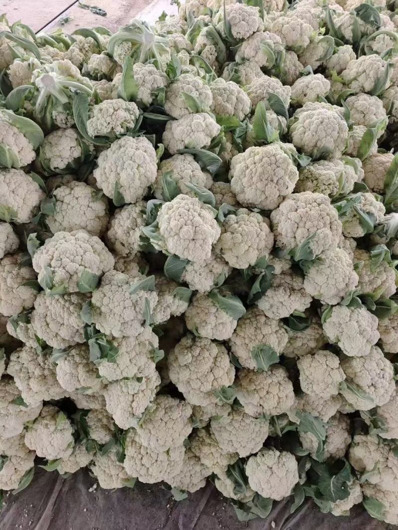 有机松花菜白面青梗散花小米粒菜花代收代发代加工全国