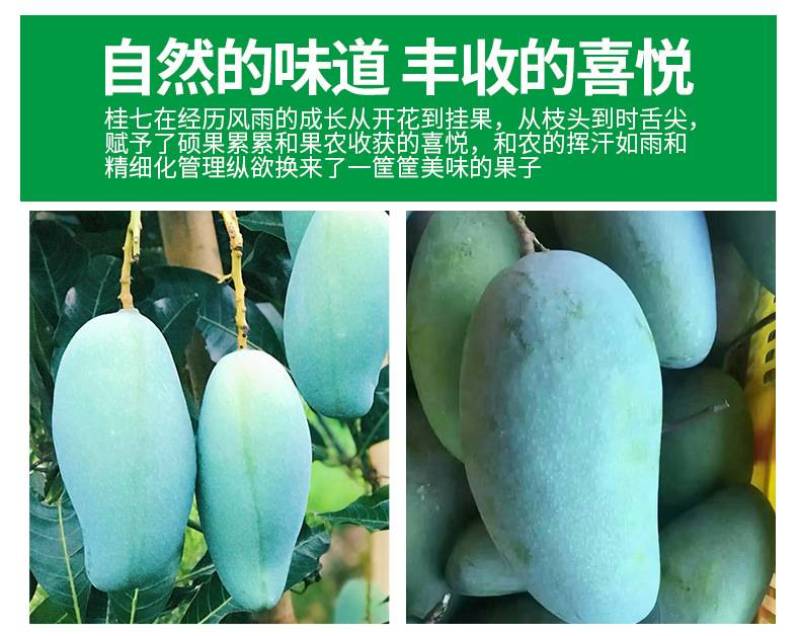 正品广西百色田东桂七芒果香芒新鲜水果5斤9斤礼盒装非越南