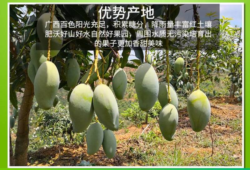 正品广西百色田东桂七芒果香芒新鲜水果5斤9斤礼盒装非越南