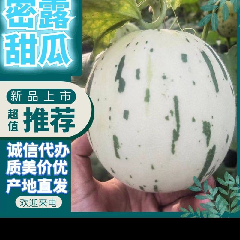 s蜜露甜瓜玉露甜瓜流星蜜露甜瓜口感好价格便宜