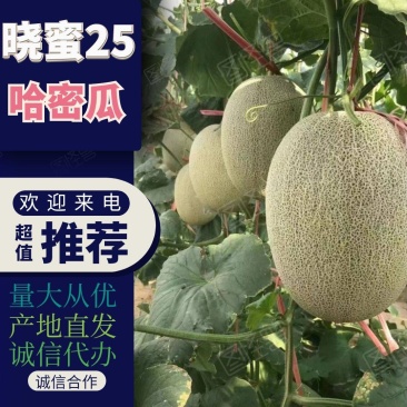 晓蜜25哈密瓜，对接电商社团商超直供赶集零卖