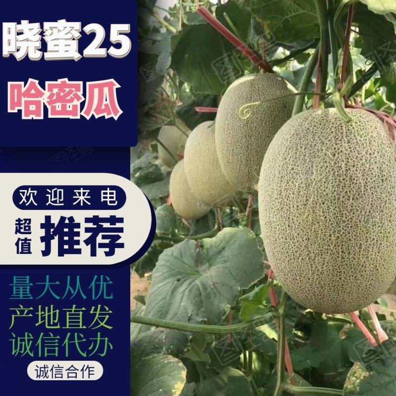 晓蜜25哈密瓜，对接电商社团商超直供赶集零卖