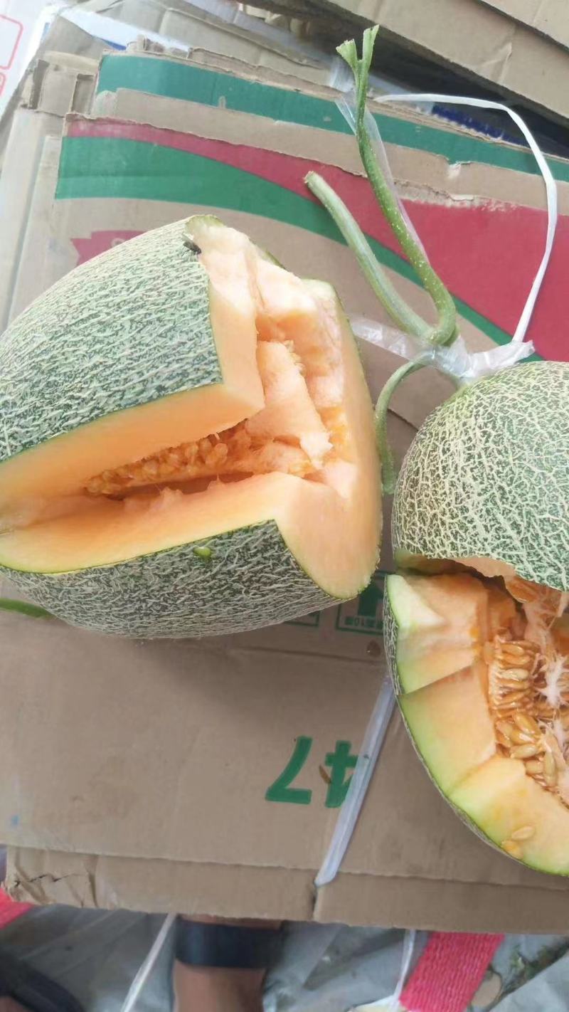 晓蜜25哈密瓜，对接电商社团商超直供赶集零卖