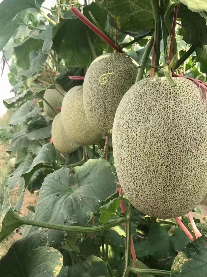 晓蜜25哈密瓜，对接电商社团商超直供赶集零卖