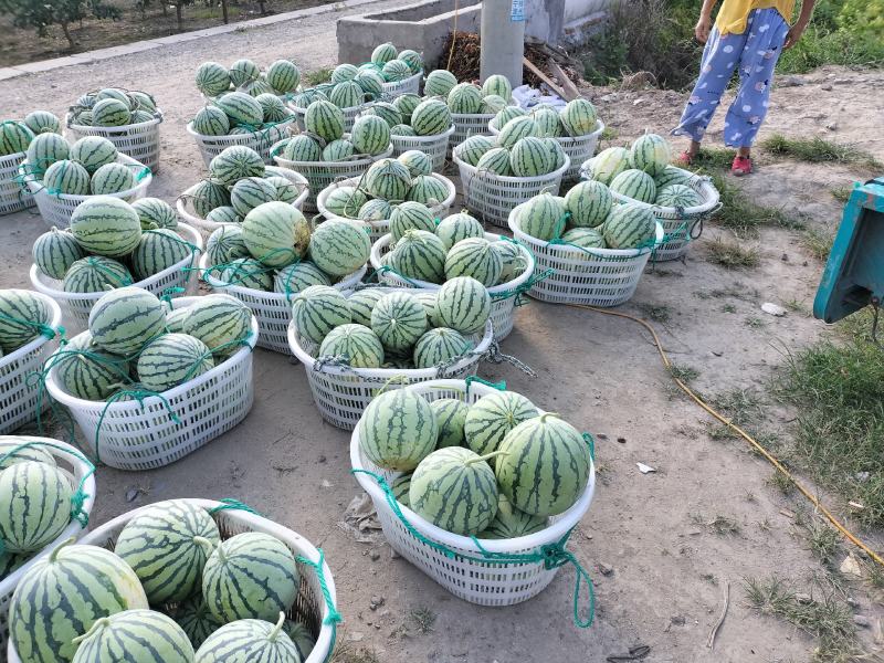 海边沙土舌尖鲜果