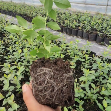 莱克西优瑞卡法新来宝大批量出苗白菜价出售