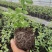莱克西优瑞卡法新来宝大批量出苗白菜价出售