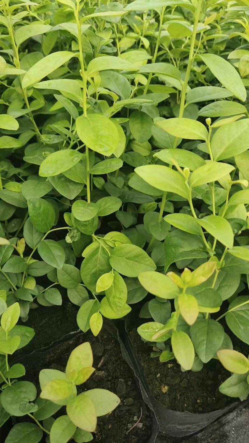 莱克西优瑞卡法新来宝大批量出苗白菜价出售