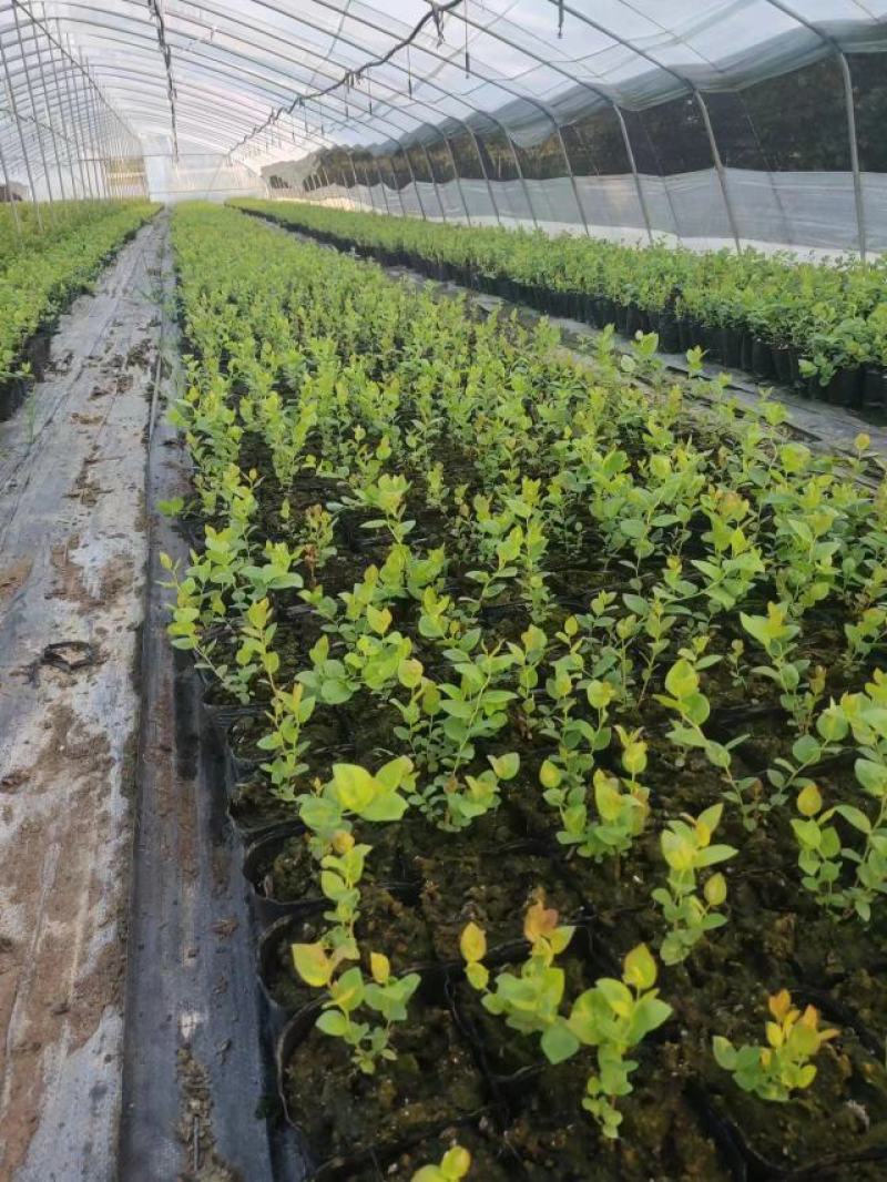 莱克西优瑞卡法新来宝大批量出苗白菜价出售