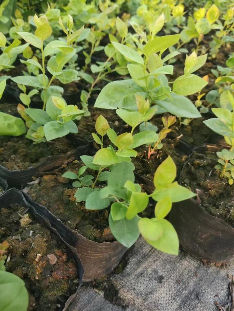 莱克西优瑞卡法新来宝大批量出苗白菜价出售