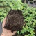 莱克西优瑞卡法新来宝大批量出苗白菜价出售
