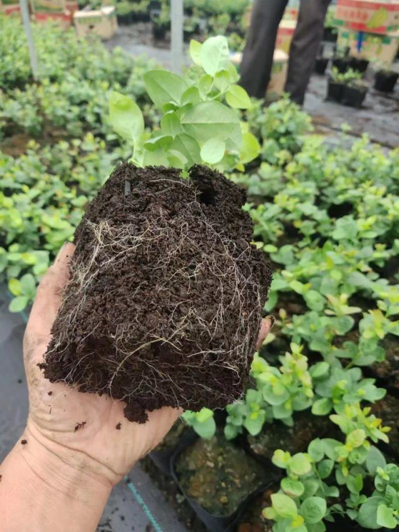 莱克西优瑞卡法新来宝大批量出苗白菜价出售