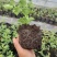 莱克西优瑞卡法新来宝大批量出苗白菜价出售