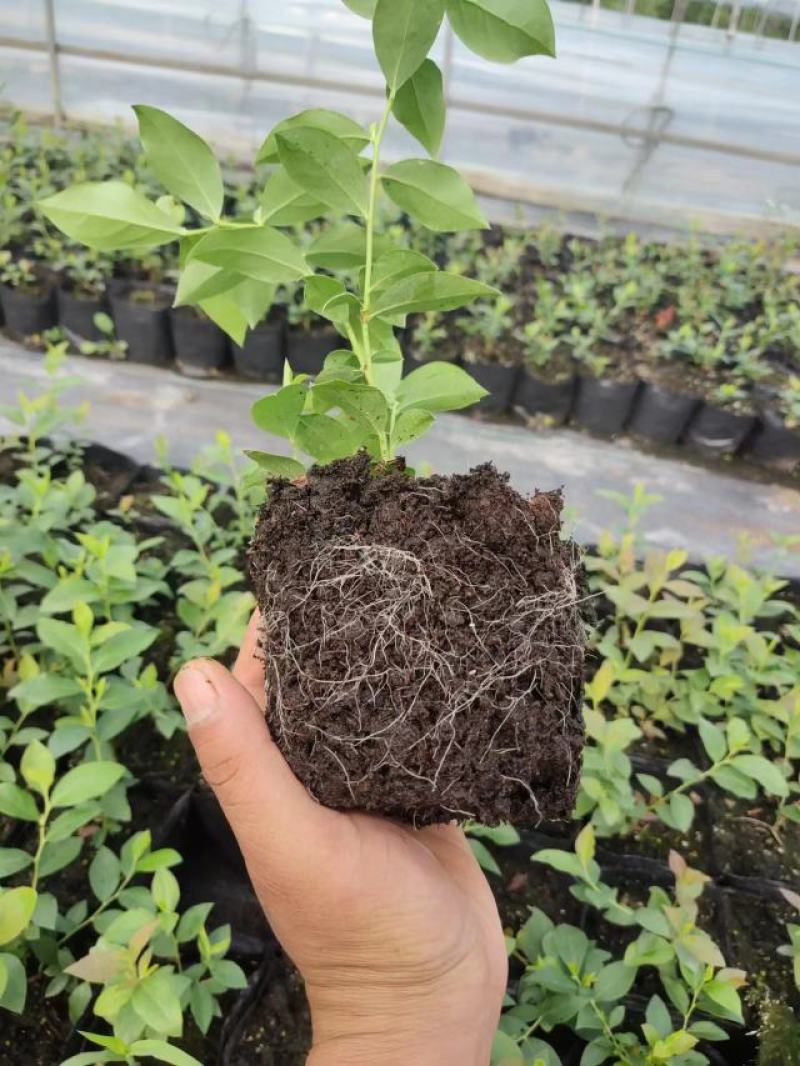 莱克西优瑞卡法新来宝大批量出苗白菜价出售