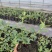 莱克西优瑞卡法新来宝大批量出苗白菜价出售