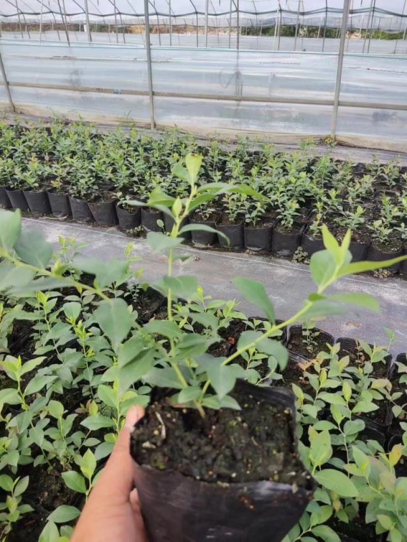 莱克西优瑞卡法新来宝大批量出苗白菜价出售